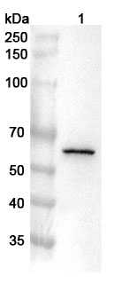 Western blot for Anti-Human USP22 Polyclonal Antibody