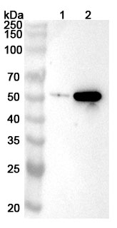 Western blot for Anti-INHBB Polyclonal Antibody