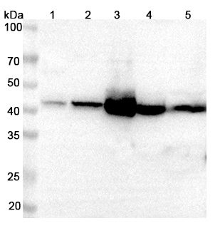 Western blot for Anti-KYAT1 Polyclonal Antibody