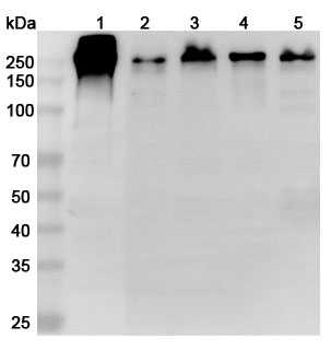 Western blot for Anti-LAMC1 Polyclonal Antibody