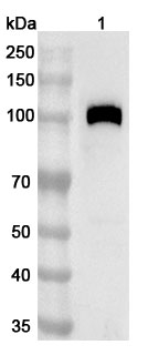 Western blot for Anti-Mouse CD141/THBD Polyclonal Antibody