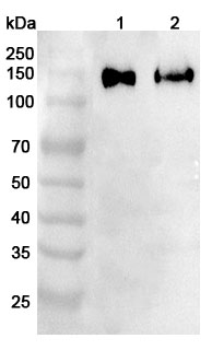 Western blot for Anti-Mouse CD146/MCAM Polyclonal Antibody