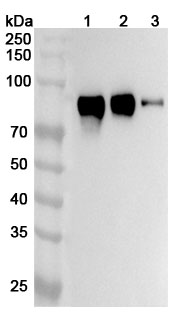 Western blot for Anti-Mouse CD172a/SIRPA Polyclonal Antibody