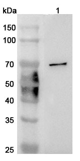Western blot for Anti-Mouse CD244 Polyclonal Antibody