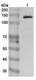 Western blot for Anti-Mouse CD324/CDH1 Polyclonal Antibody