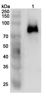 Western blot for Anti-Mouse CD62L/SELL Polyclonal Antibody