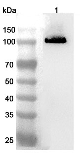 Western blot for Anti-Mouse CDH9/Cadherin-9 Polyclonal Antibody