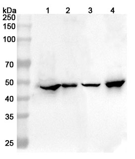 Western blot for Anti-Mouse GFAP Polyclonal Antibody