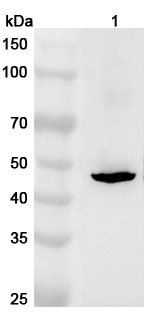 Western blot for Anti-Mouse TAPBPL Polyclonal Antibody