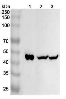 Western blot for Anti-ORM2 Polyclonal Antibody