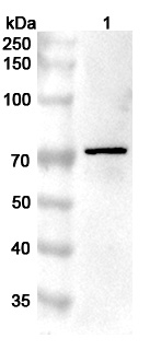 Western blot for Anti-PRKCQ Polyclonal Antibody