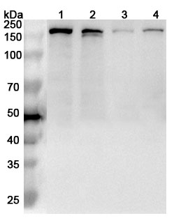 Western blot for Anti-RAD50 Polyclonal Antibody