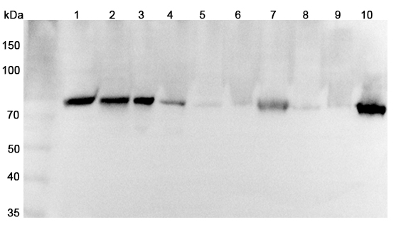 Western blot for Anti-SEMA3C Polyclonal Antibody