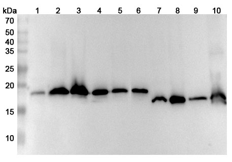 Western blot for Anti-SOD1 Polyclonal Antibody