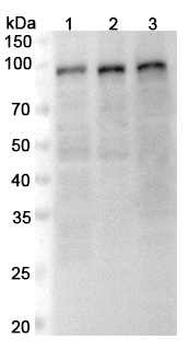 Western blot for Anti-SP1 Polyclonal Antibody
