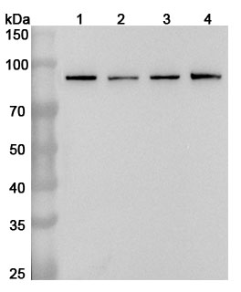 Western blot for Anti-STAT3 Polyclonal Antibody
