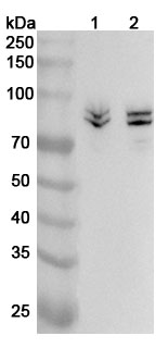 Western blot for Anti-SYN1 Polyclonal Antibody
