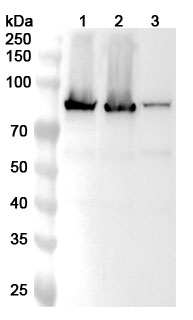 Western blot for Anti-TGM2 Polyclonal Antibody